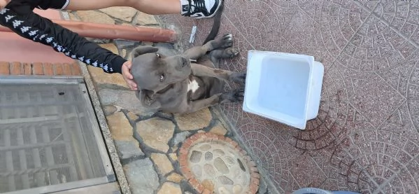 Troppo infetta dopo la morte del mio pastore tedesco | Foto 0