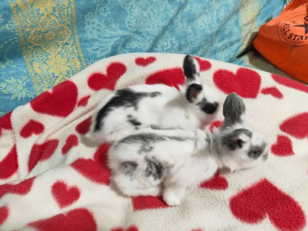 Cuccioli di coniglio nano ariete | Foto 6