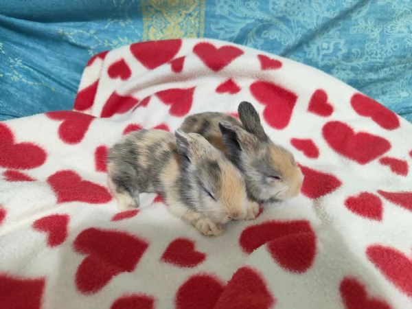 Cuccioli di coniglio nano ariete | Foto 5
