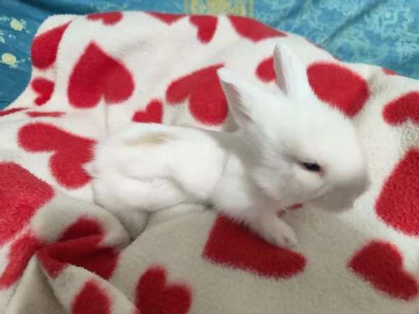 Cuccioli di coniglio nano ariete | Foto 4
