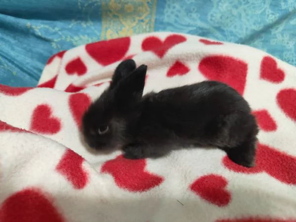 Cuccioli di coniglio nano ariete | Foto 3