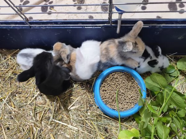 Cuccioli di coniglio nano ariete | Foto 2