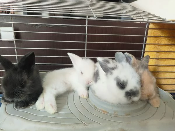 Cuccioli di coniglio nano ariete | Foto 1