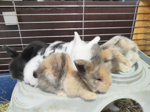 Cuccioli di coniglio nano ariete