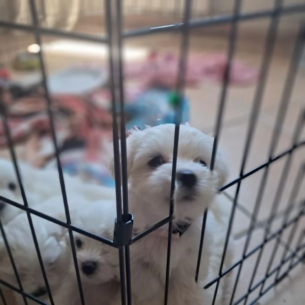 Maltese | Foto 1
