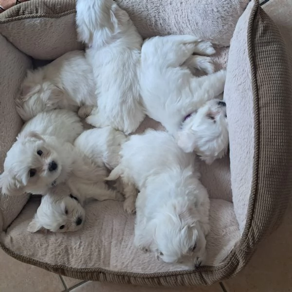 Maltese | Foto 0