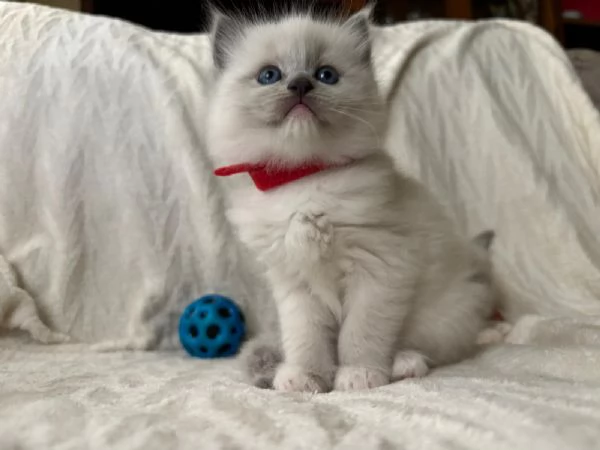 Cuccioli Ragdoll Blu Point