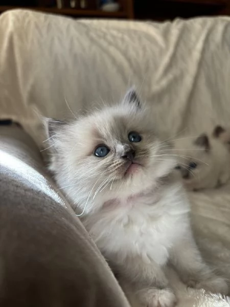 Cuccioli Ragdoll Blu Point | Foto 6