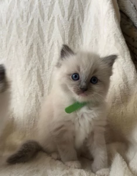 Cuccioli Ragdoll Blu Point | Foto 5