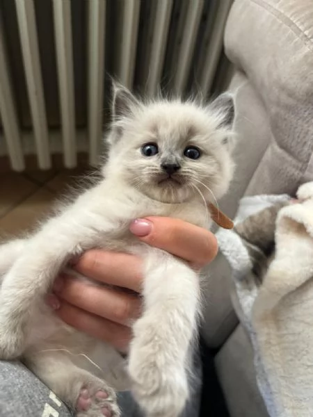 Cuccioli Ragdoll Blu Point | Foto 4