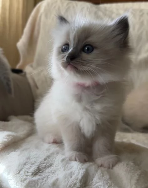 Cuccioli Ragdoll Blu Point | Foto 3
