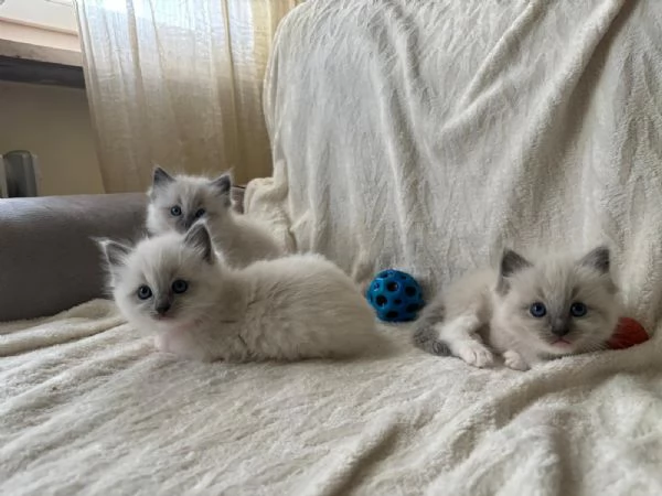 Cuccioli Ragdoll Blu Point | Foto 2