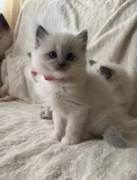 Cuccioli Ragdoll Blu Point | Foto 1