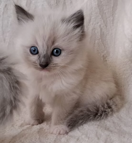 Cuccioli Ragdoll Blu Point | Foto 0