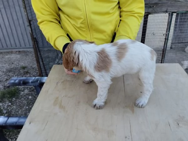 Cuccioli di Epagneul Breton