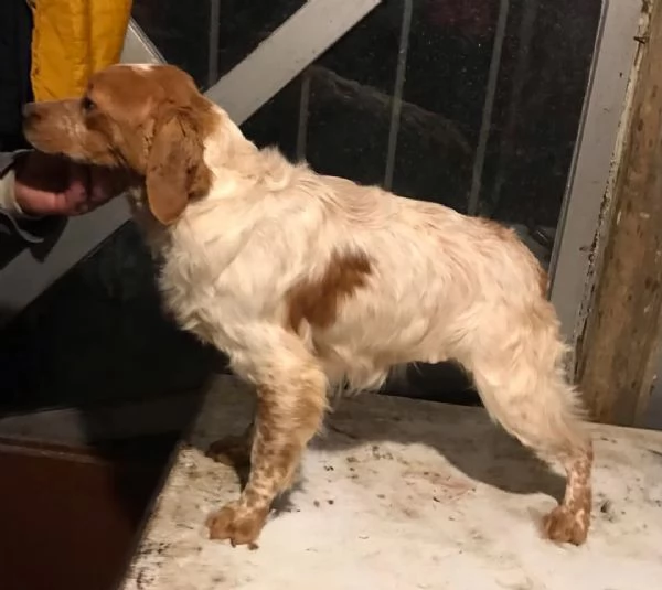 Cuccioli di Epagneul Breton | Foto 5