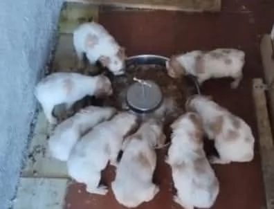 Cuccioli di Epagneul Breton | Foto 4