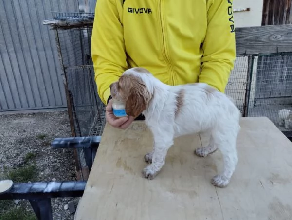 Cuccioli di Epagneul Breton | Foto 3