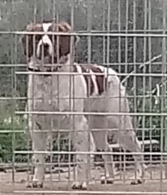 Cuccioli di Epagneul Breton | Foto 2