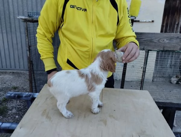 Cuccioli di Epagneul Breton | Foto 1