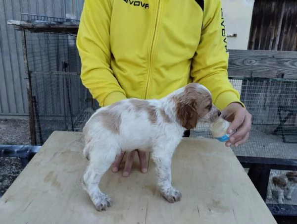 Cuccioli di Epagneul Breton | Foto 0