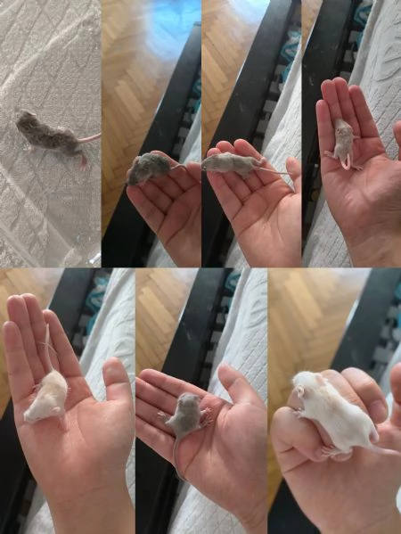 mus musculus topo da compagna