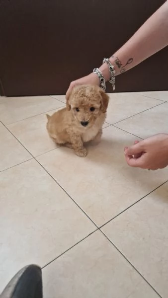 Barboncino Maschio colore Miele