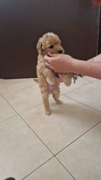 Barboncino Maschio colore Miele | Foto 1