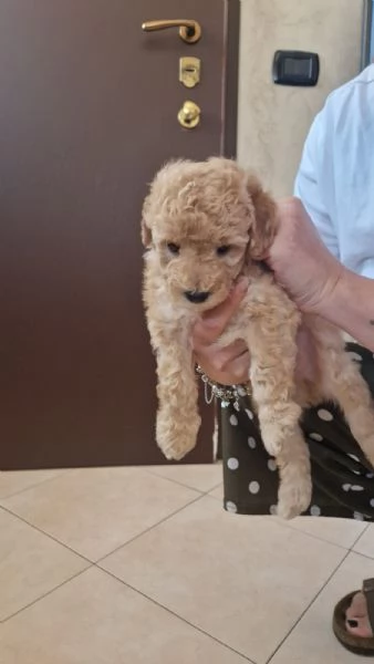 Barboncino Maschio colore Miele | Foto 0