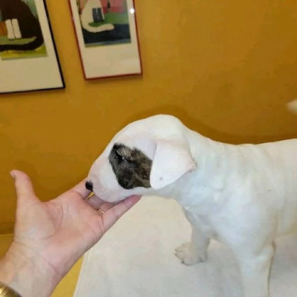 REGALO BULL TERRIER | Foto 0