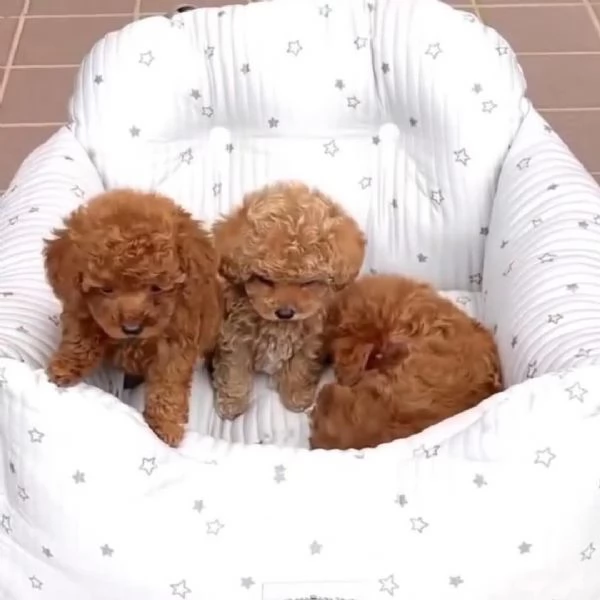 CUCCIOLO BARBONCINO TOY MASCHIO E FEMMINA,,,..