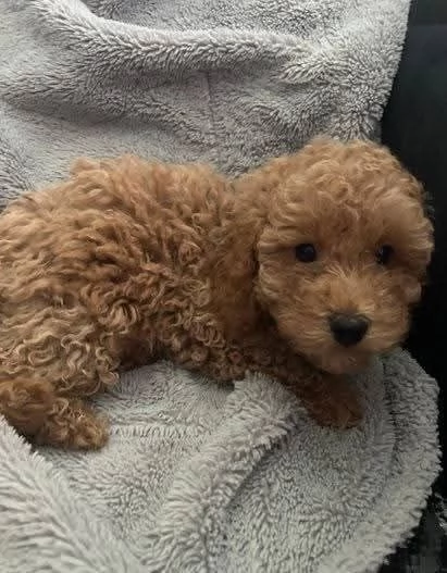 CUCCIOLO BARBONCINO TOY MASCHIO E FEMMINA,,,..