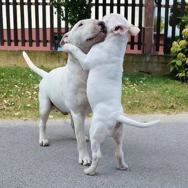 REGALO BULL TERRIER | Foto 1