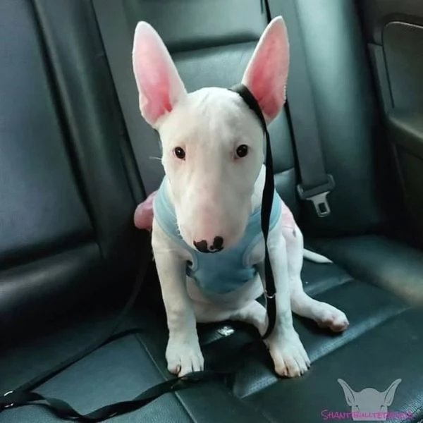 REGALO BULL TERRIER