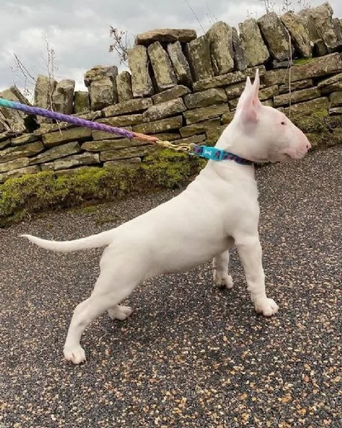 REGALO BULL TERRIER | Foto 0