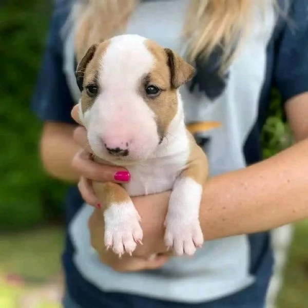 REGALO BULL TERRIER | Foto 1