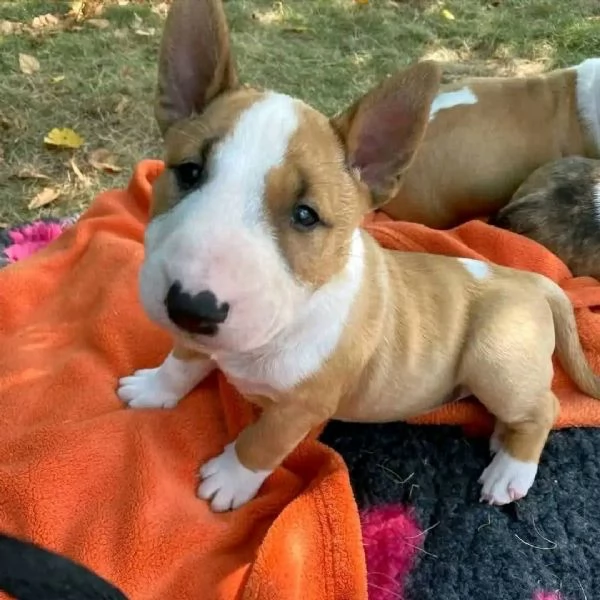 REGALO BULL TERRIER | Foto 0