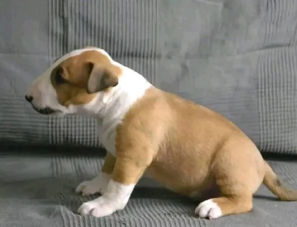 REGALO BULL TERRIER | Foto 1