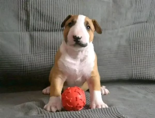 REGALO BULL TERRIER | Foto 0