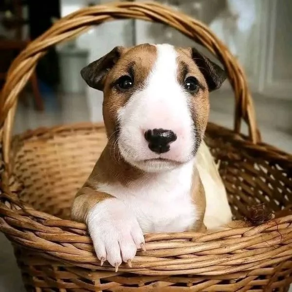 REGALO BULL TERRIER