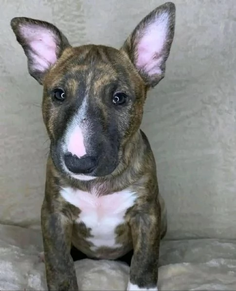 REGALO BULL TERRIER | Foto 0