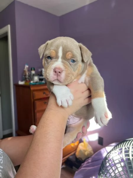 REGALO   BULLDOG INGLESE