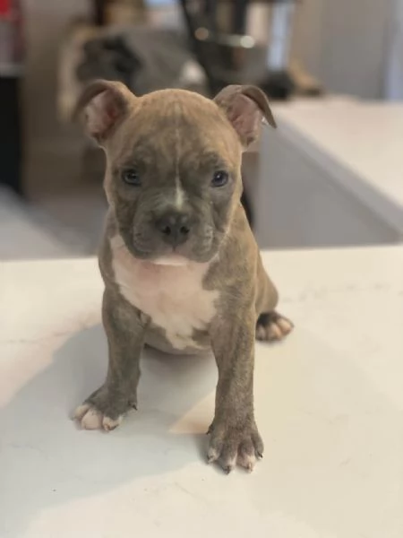 REGALO   BULLDOG INGLESE