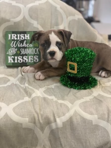 REGALO   BULLDOG INGLESE