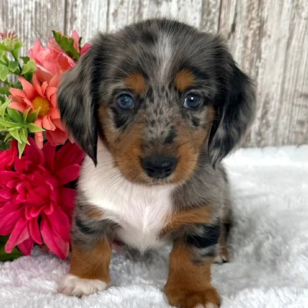 Bassotto nana maschio | Foto 0