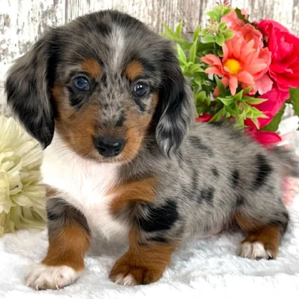 Bassotto nana maschio