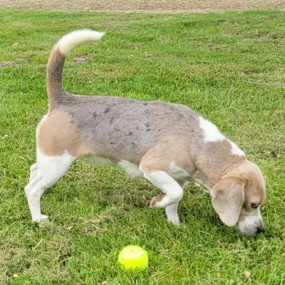 Beagle maschio e femmina/ Padre e madre disponibili | Foto 2