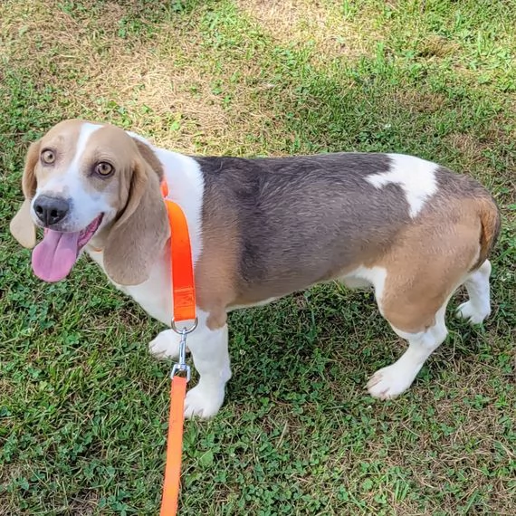 Beagle maschio e femmina/ Padre e madre disponibili | Foto 0