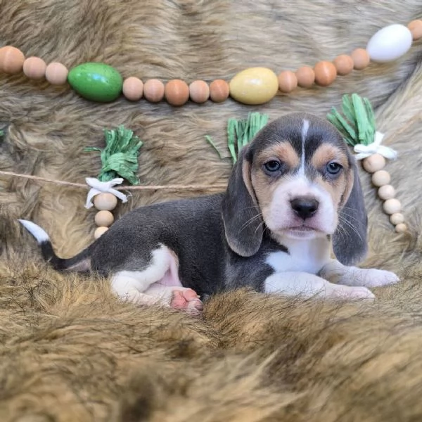Beagle maschio e femmina/ Padre e madre disponibili