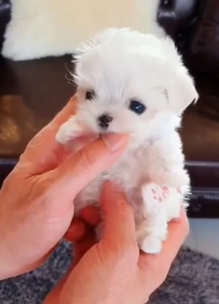 Cuccioli toy Bichon  | Foto 0